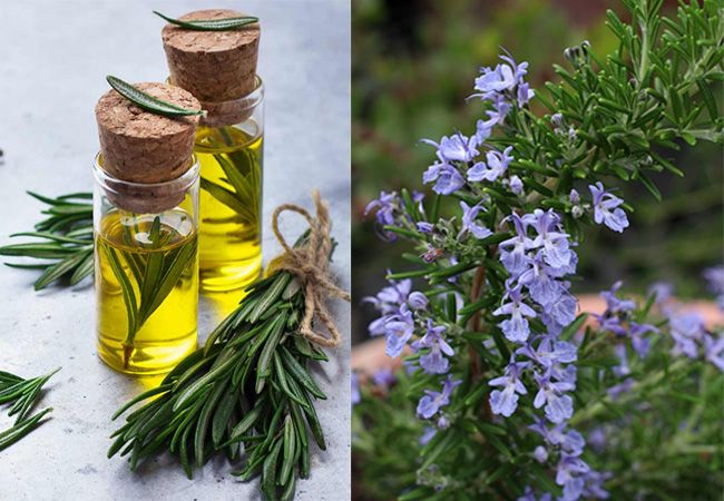 How does Rosemary Oil look like