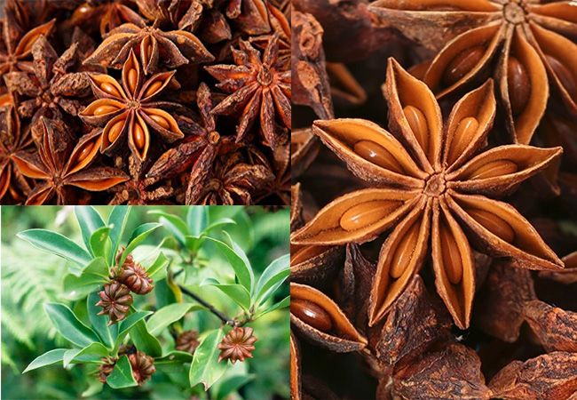 How does Star Anise look like