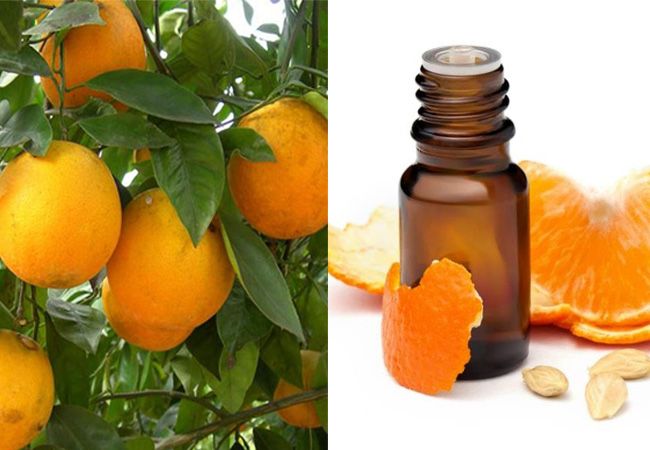 Sweet orange oil کے اردو معنی