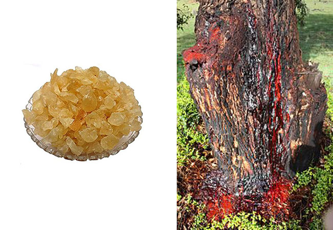 Tragacanth acacia gum कैसा दिखता है