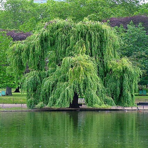 Willow tree कैसा दिखता है