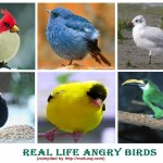 real life angry birds