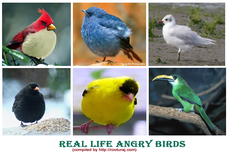 real life angry birds